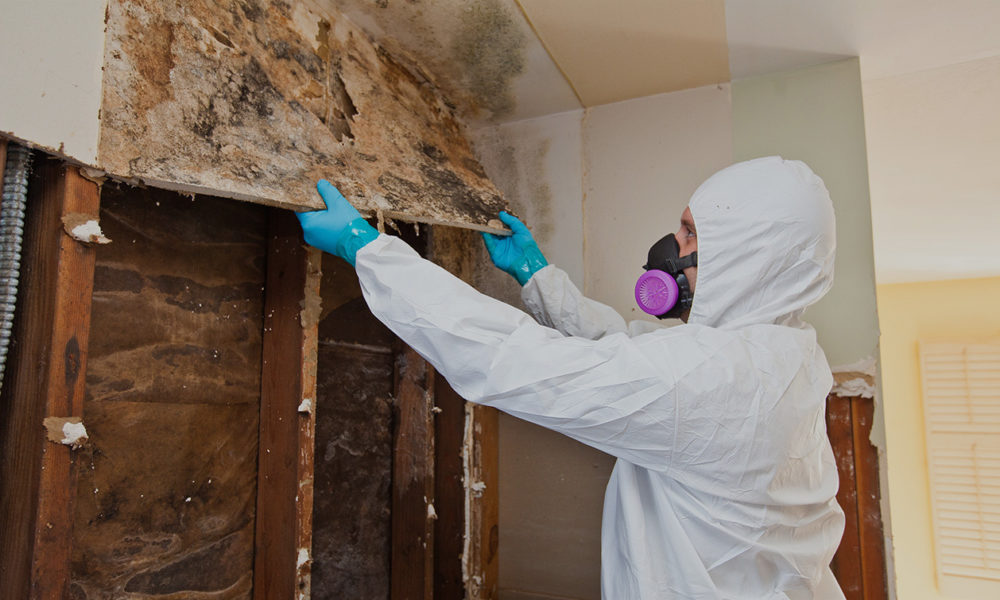 Mold Removal